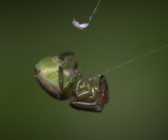 Bijoaraneus mitificus