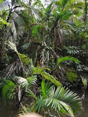 Bactris balanoidea