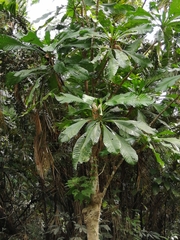 Grias cauliflora