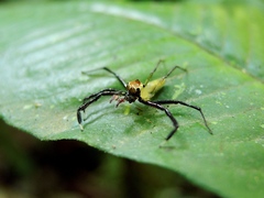 Epeus sumatranus