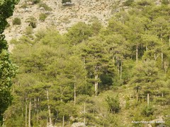 Pinus nigra pallasiana