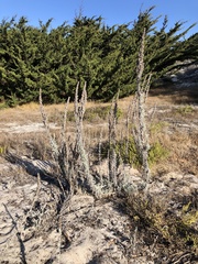 Artemisia pycnocephala