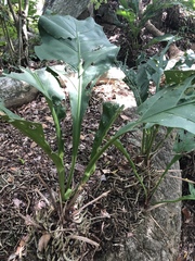 Anthurium crassinervium
