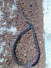 Pituophis lineaticollis