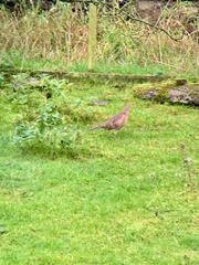 Phasianus colchicus colchicus