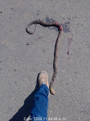 Pituophis lineaticollis