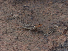 Psammophilus dorsalis