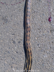 Pituophis lineaticollis