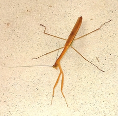 Tenodera superstitiosa