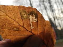 Stigmella hemargyrella