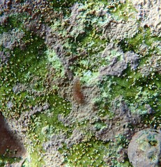Cochleoceps orientalis