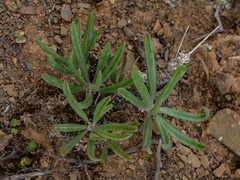 Tylecodon ventricosus