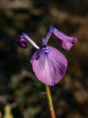 Moraea cuspidata
