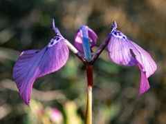 Moraea cuspidata