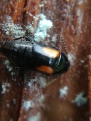 Tachinus subterraneus