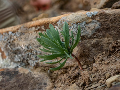 Eriospermum alcicorne