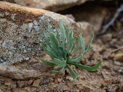 Eriospermum alcicorne