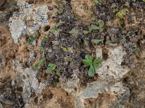 Tylecodon faucium