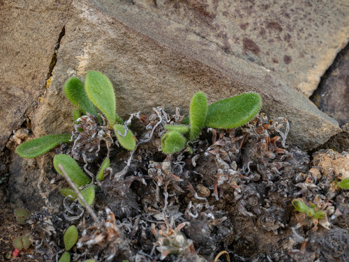 Tylecodon faucium