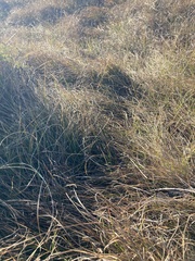 Spinifex sericeus