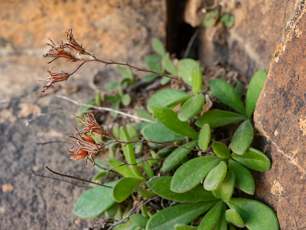 Tylecodon faucium