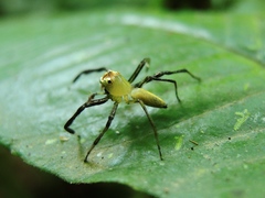 Epeus sumatranus