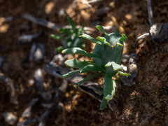 Eriospermum alcicorne