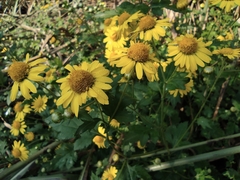 Chrysanthemum indicum