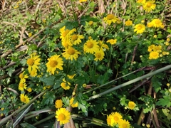 Chrysanthemum indicum