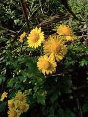 Chrysanthemum indicum