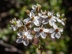 Pharnaceum aurantium