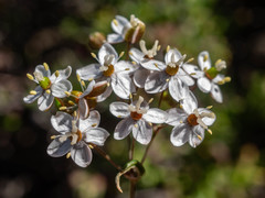 Pharnaceum aurantium