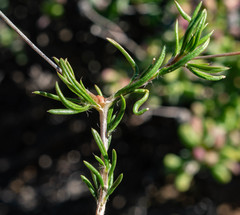 Pharnaceum aurantium