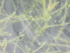 Hydrilla verticillata image