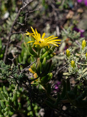 Delosperma acocksii