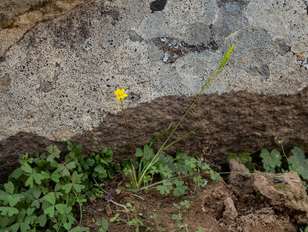 Pauridia breviscapa (Pauridia breviscapa)