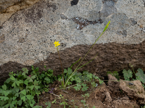 Pauridia breviscapa (Pauridia breviscapa)