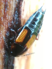 Tachinus subterraneus