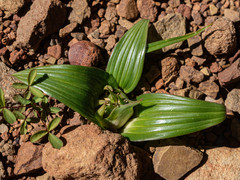 Colchicum cuspidatum