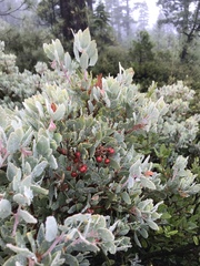 Arctostaphylos canescens