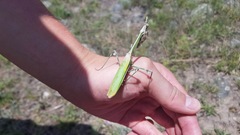 Empusa pennicornis