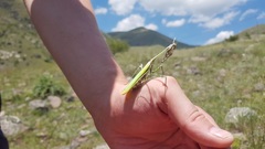 Empusa pennicornis