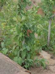 Ochna gamblei