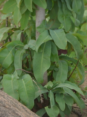 Ochna gamblei