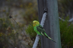 Melopsittacus undulatus domesticus