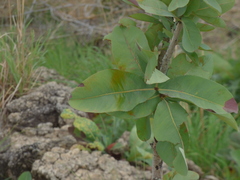Ochna gamblei