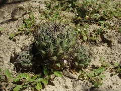 Coryphantha cornifera