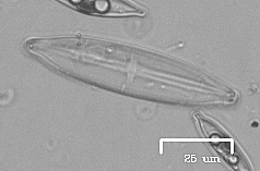 Naviculales