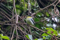 Pachyramphus versicolor