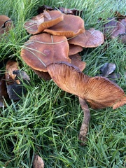 Armillaria nabsnona